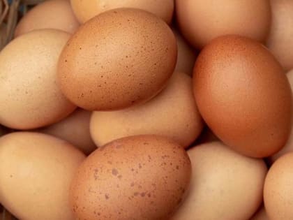 Костромские куры стали нести столько яиц, сколько жителям области и не съесть