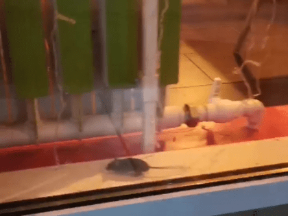 В популярном костромском кафе азиатской кухни заметили мышонка