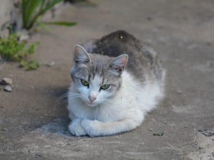 Погода в Костроме возвращается к августовским нормам