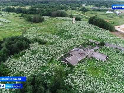 В Костромской области нашли 15 тысяч гектаров заросших сорняками и кустами полей