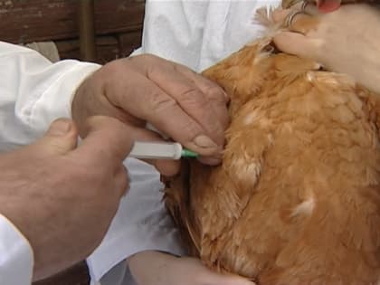 Костромские ветеринары держат под контролем ситуацию с распространением опасных заболеваний
