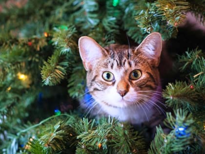 Синоптики прогнозируют в Костроме рождественские морозы