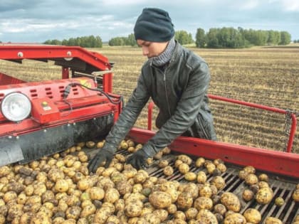 Производители картофеля и овощей  получат субсидии