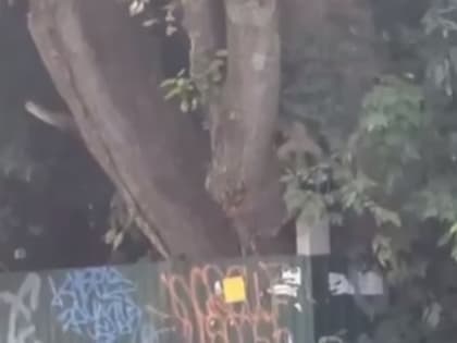В самом центре Костромы пытаются поймать медведя