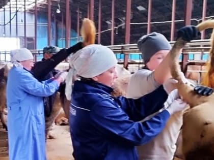 Проходит плановое обследование и вакцинация скота