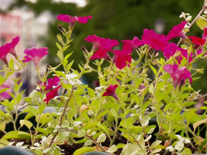 Предвестник осени