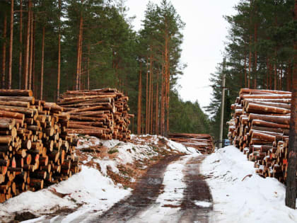 Леса из Костромской области уезжают в азиатские страны