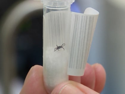 Активность клещей в Костромской области продолжает снижаться