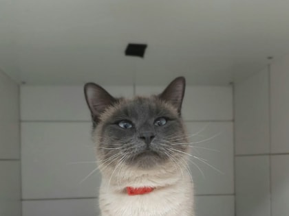 Костромские врачи спасли кота с огнестрельным ранением