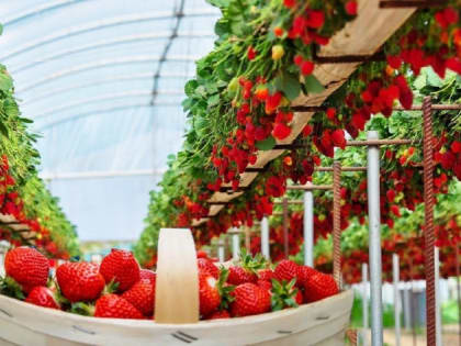 В Буйском районе строится еще одна клубничная ферма