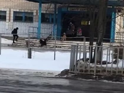Стая собак окружила школу под Костромой