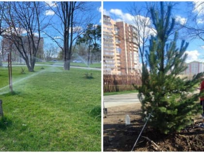 ​Новые сосны высадили на Николаевском бульваре в Краснодаре