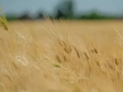 Глава Кубани Вениамин Кондратьев: «Площадь яровых в 2025 году составит 1,8 млн гектаров»