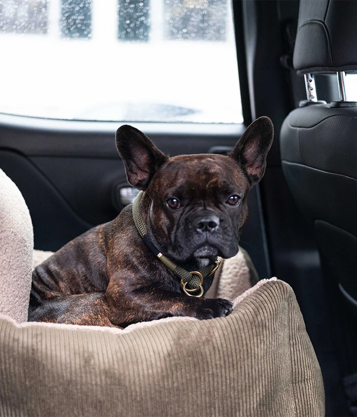 Deinen Hund im Wohnmobil richtig sichern