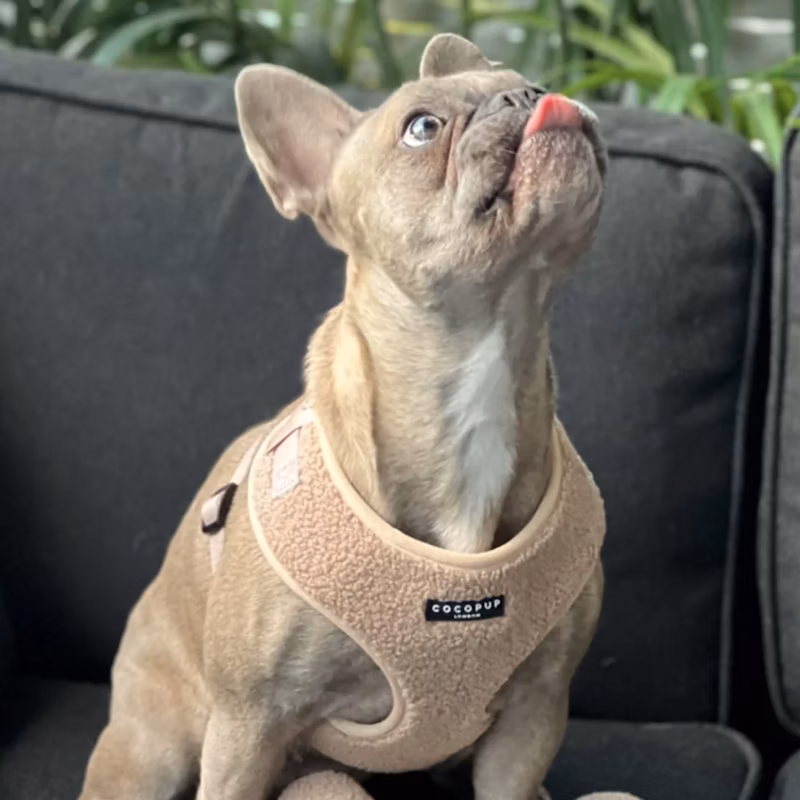 Verstellbarer Teddy-Halsgurt