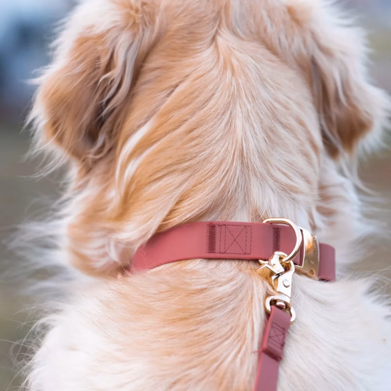 Mulberry Waterproof Dog Collar