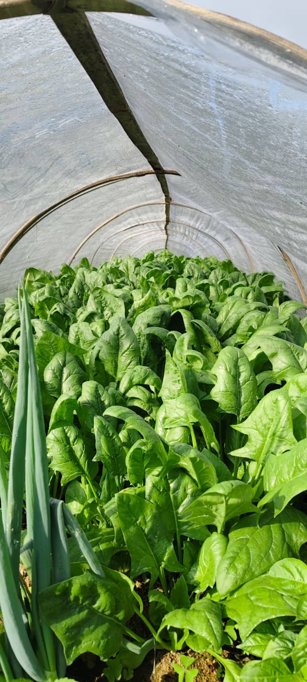 Green Fresh Supplier Sayur Cipanas