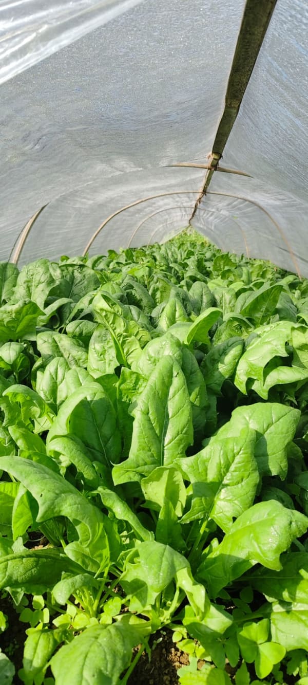 Green Fresh Supply Documentation 2