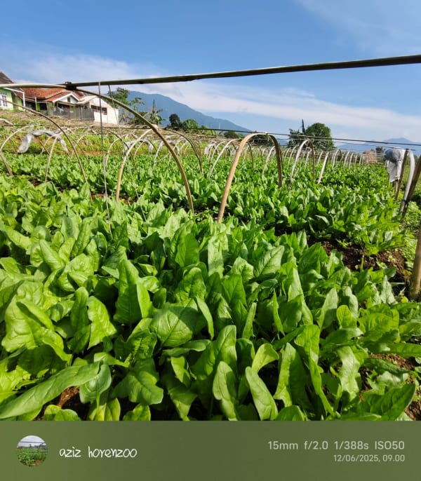 Green Fresh Supply Documentation 13