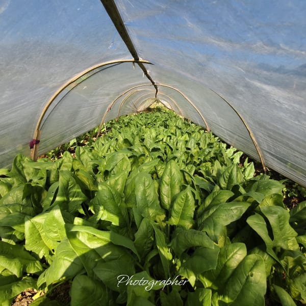 Green Fresh Supply Documentation 16