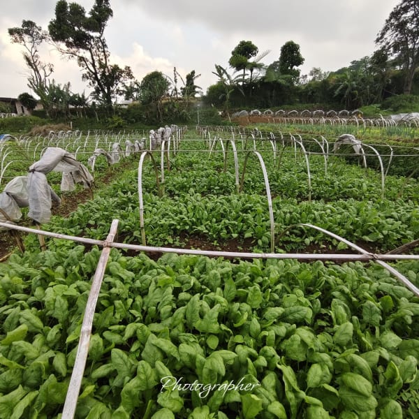 Green Fresh Supply Documentation 18