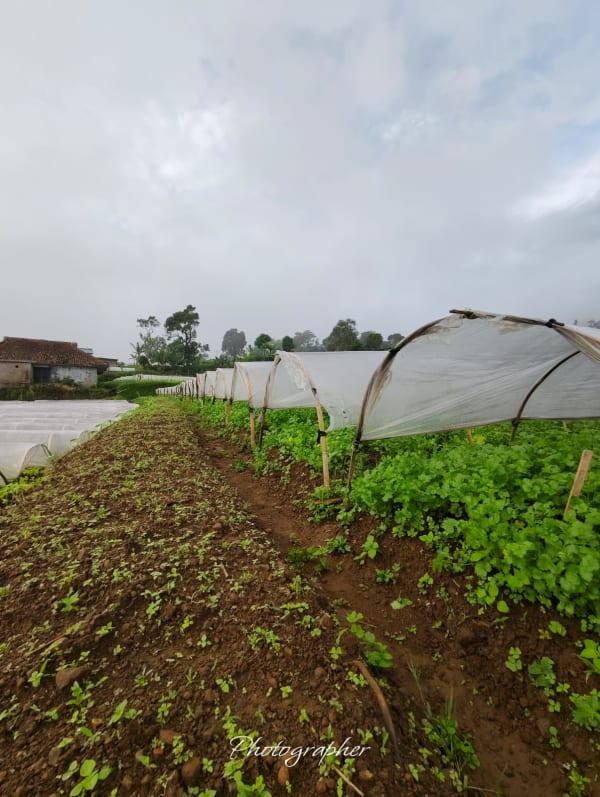 Green Fresh Supply Documentation 19