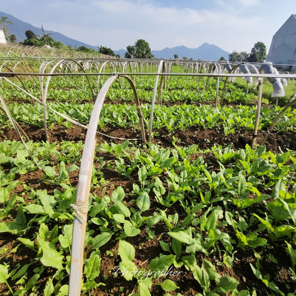 Operasional armada distribusi Green Fresh di Jakarta Utara