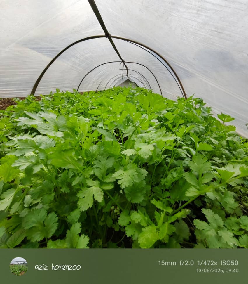 Operasional armada distribusi Green Fresh di cakung jakarta timur