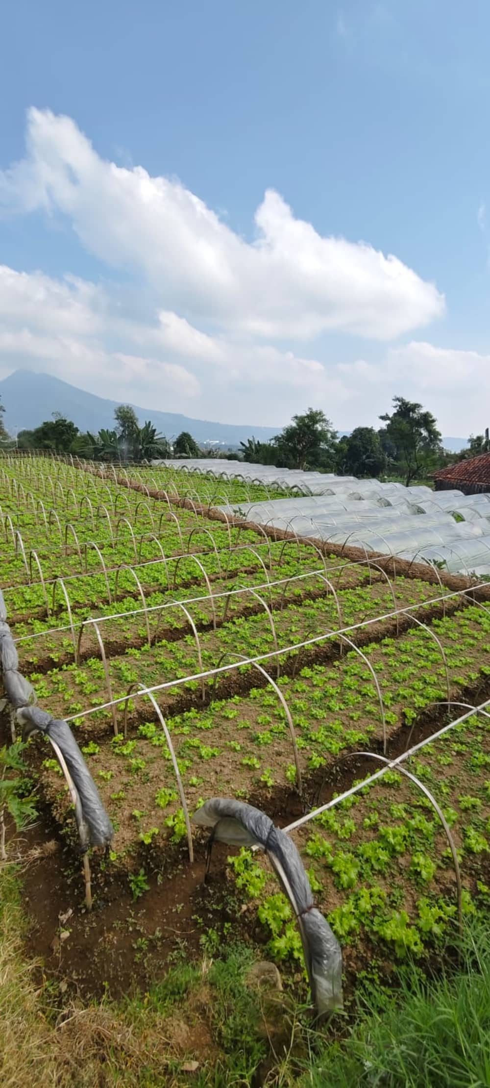 Operasional agribisnis Green Fresh Cipanas