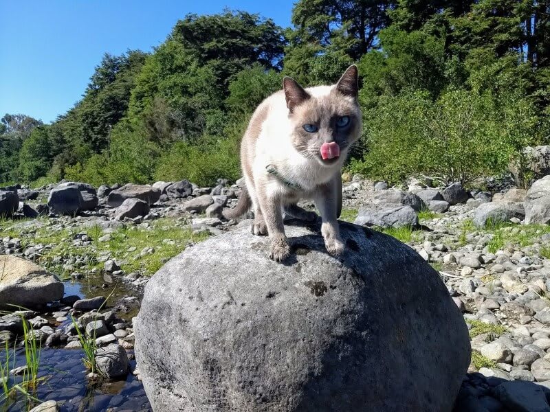 A cat on a boulder licking its nose