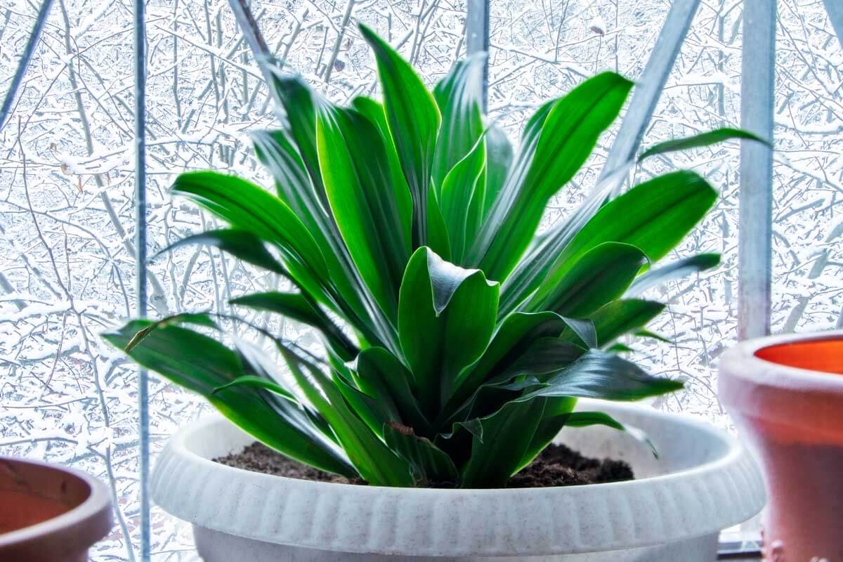 10 Best Indoor Plants for Your Home Office