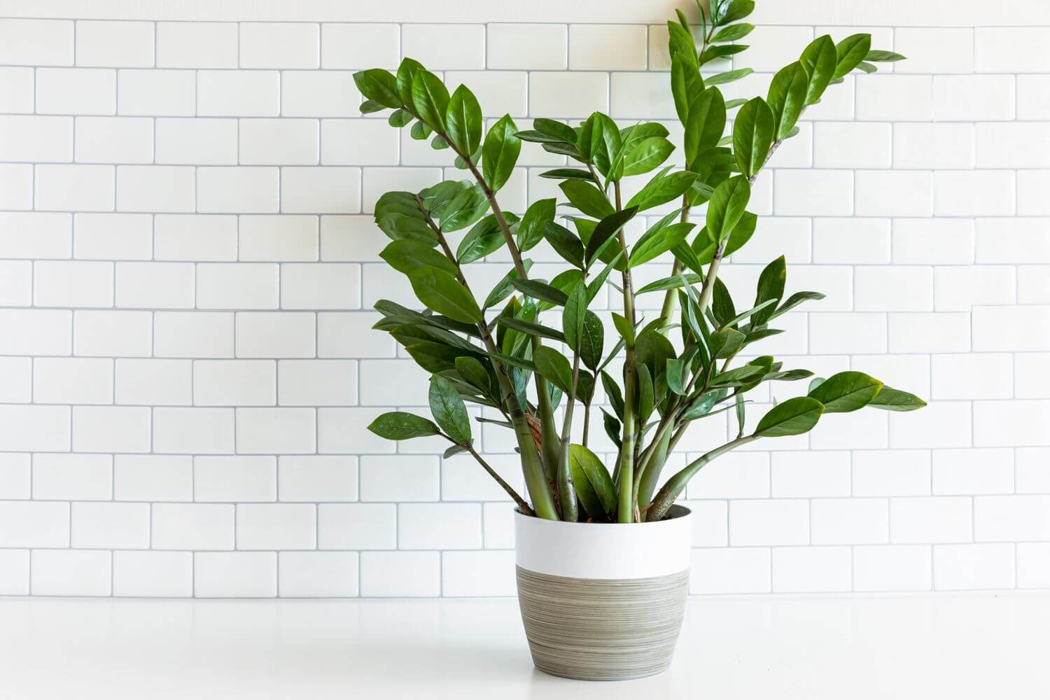 10 Best Indoor Plants for Your Home Office