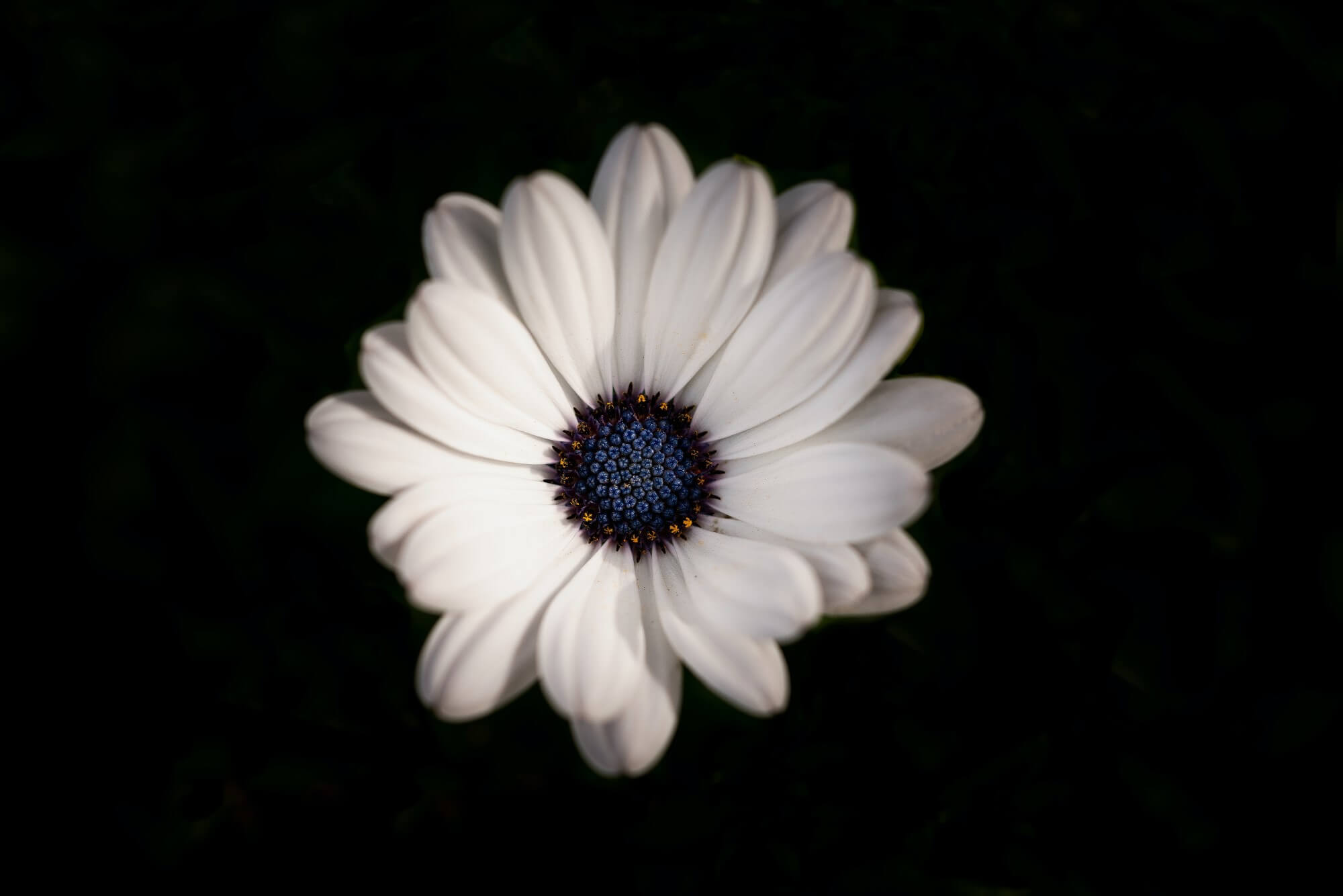The Contrast Principle the-contrast-principle