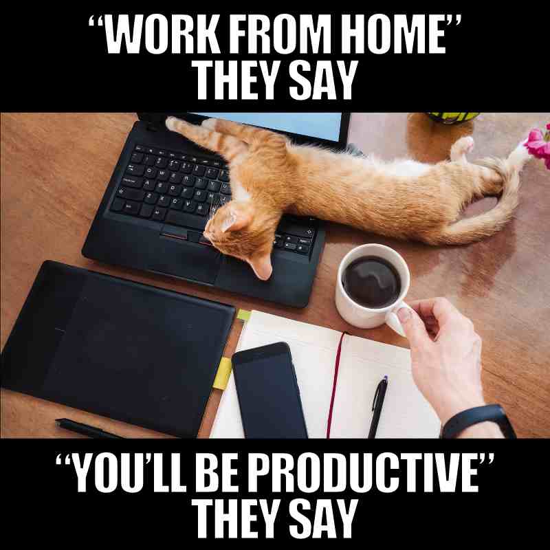 70 Funny Work From Home Memes Remote Workers Will Relate To