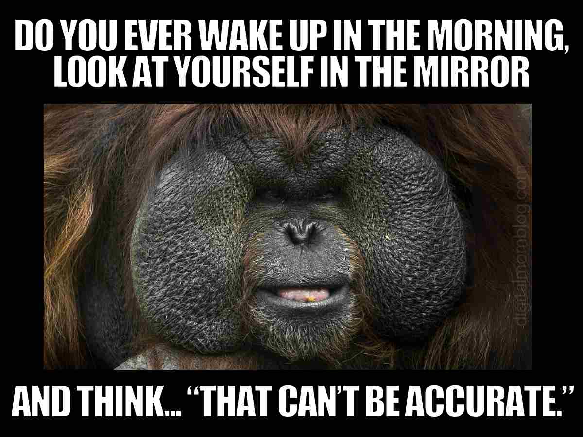 90 Best Funny Good Morning Memes To Kick Off The Day