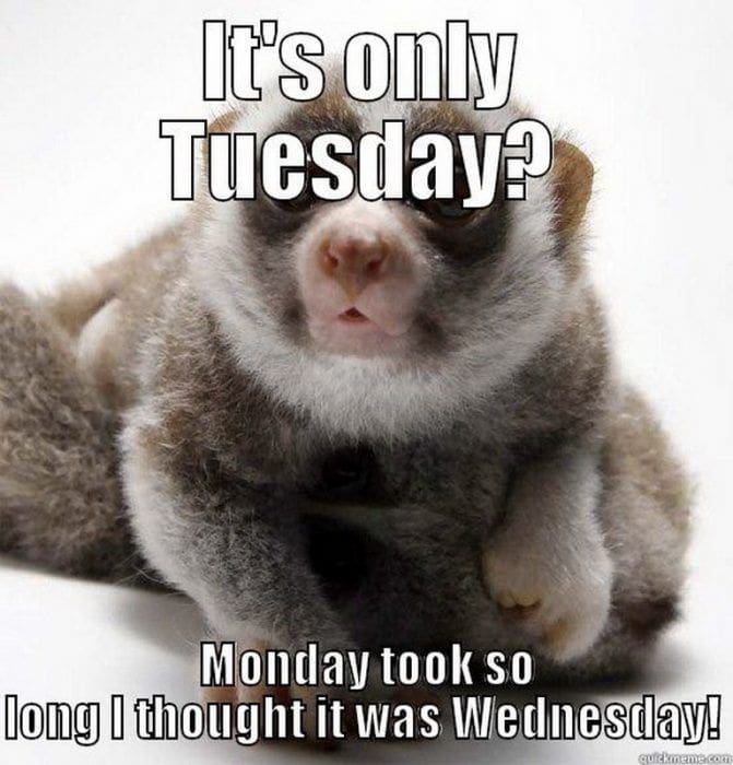 25 Best Tuesday Memes And Images To Brighten Your Week
