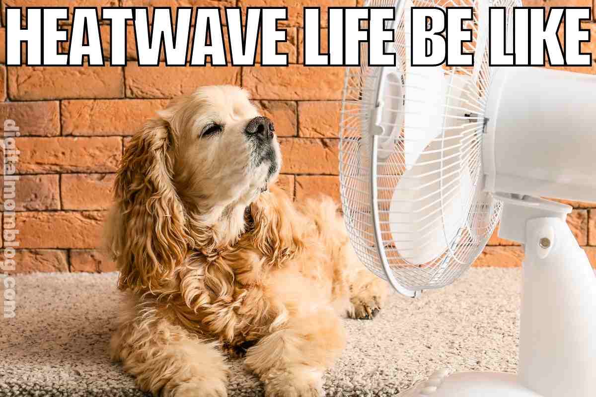 35 Sizzling Hot Weather Memes For Beating The Summer Heat 35-sizzling-hot-weather-memes-for-beating-the-summer-heat