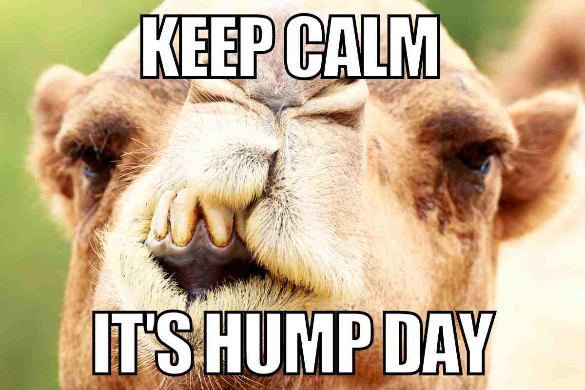 30 Hump Day Memes To Help You Laugh Thru Wednesday
