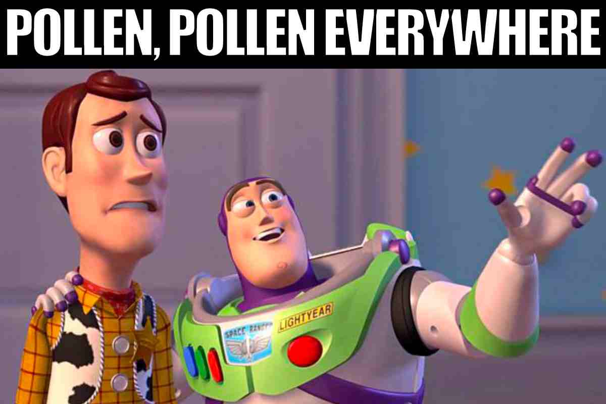 20 Best Pollen Memes To Help You Laugh Through The Sneezes 20-best-pollen-memes-to-help-you-laugh-through-the-sneezes