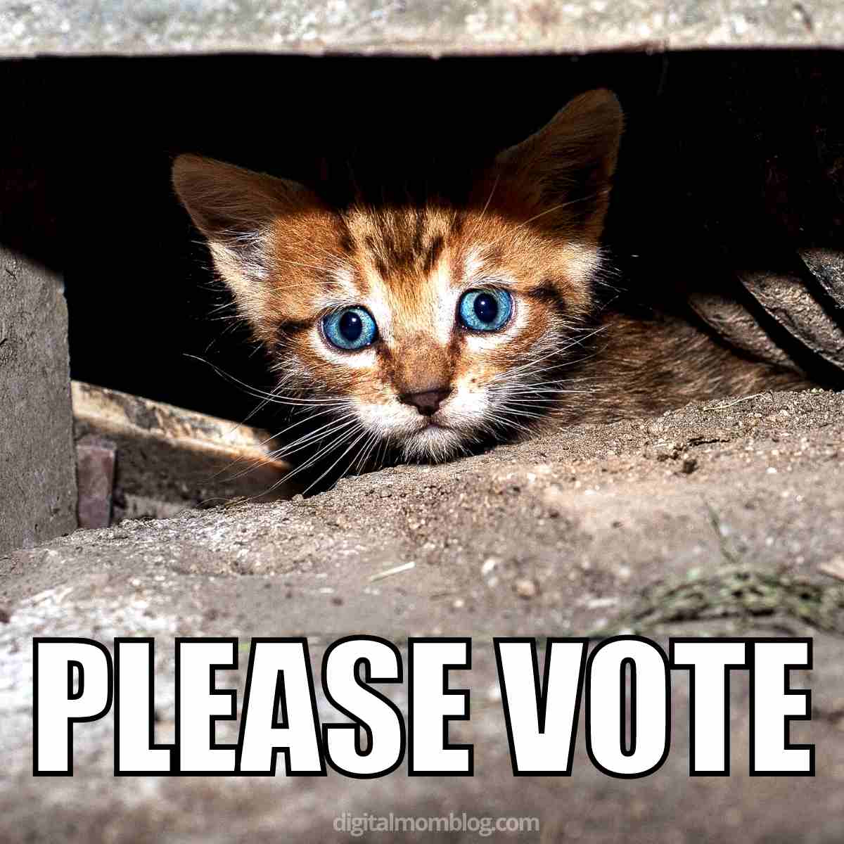 Best Vote Memes 2024: Using Humor To Encourage Voting