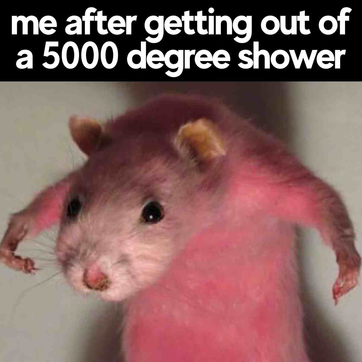 17 Funny Rat Memes And Images About These Pesty Rodents