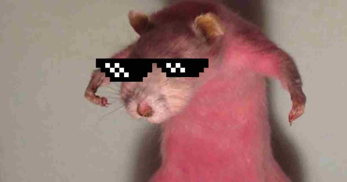 17 Funny Rat Memes And Images About These Pesty Rodents
