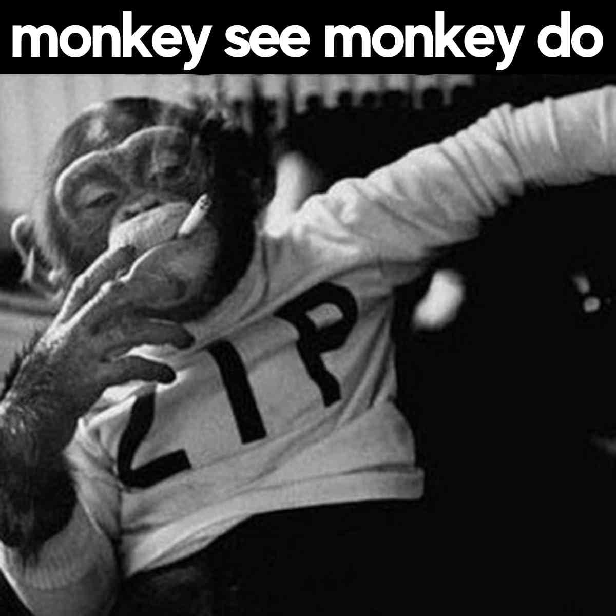20 Hilarious Monkey Memes To Instantly Brighten Your Day