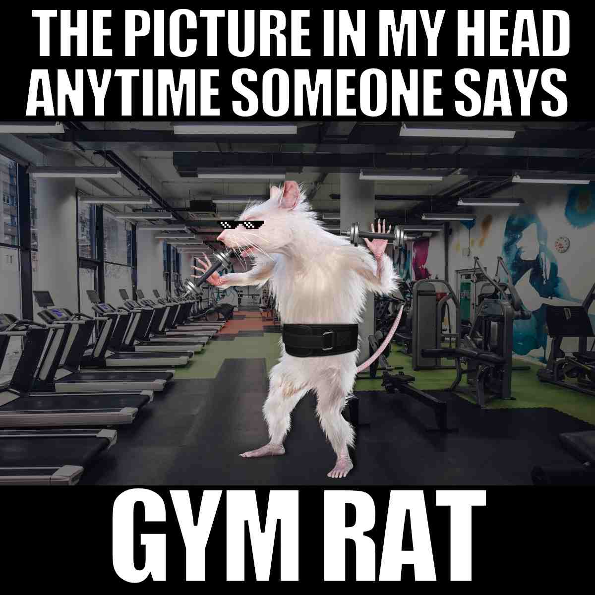 17 Funny Rat Memes And Images About These Pesty Rodents
