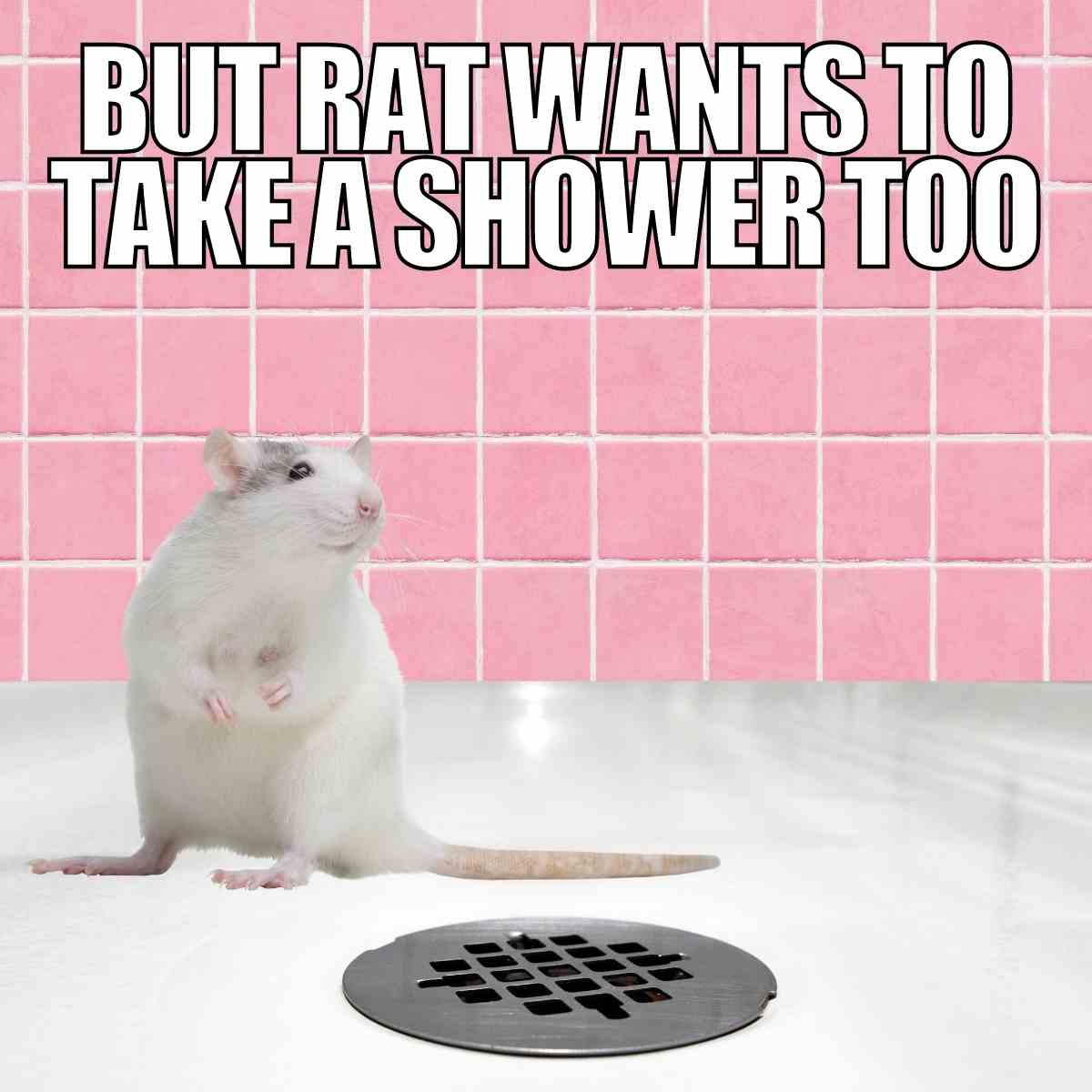 17 Funny Rat Memes And Images About These Pesty Rodents