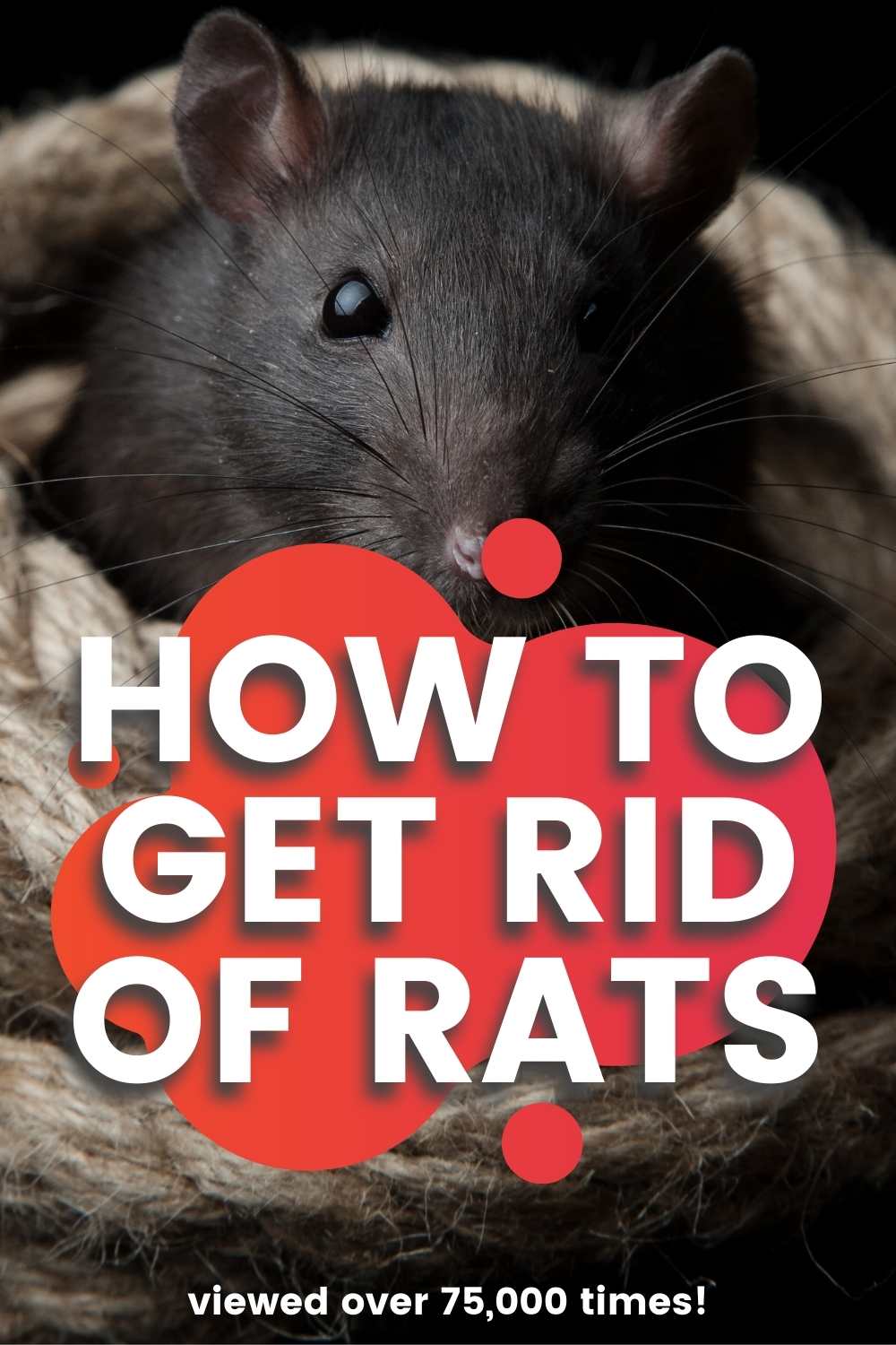 How To Get Rid Of Rats And Mice 15 Easy Rodent Solutions
