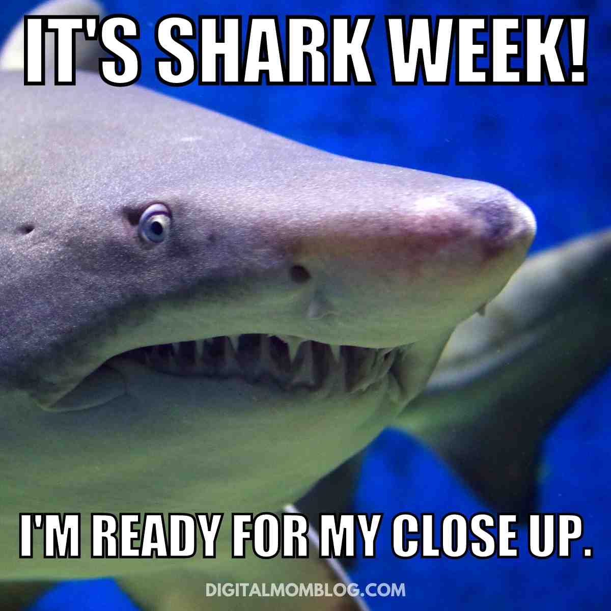 25 Funny Shark Memes To Sink Your Teeth Into