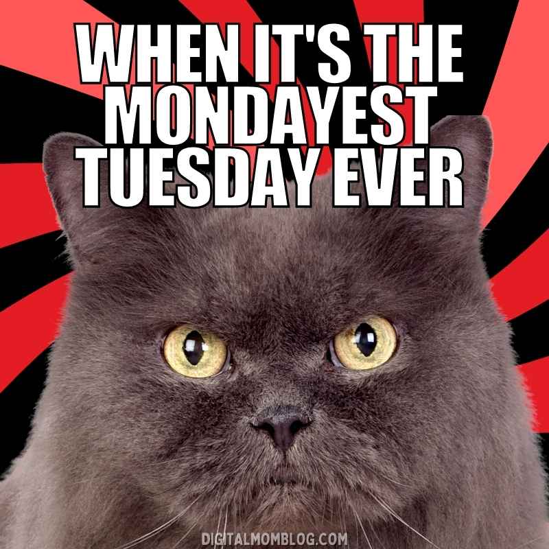 25 Best Tuesday Memes And Images To Brighten Your Week 25-best-tuesday-memes-and-images-to-brighten-your-week