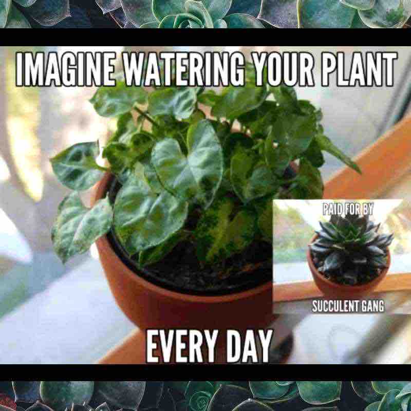 40 Hilarious Plant Memes That Every Gardener Can Relate To