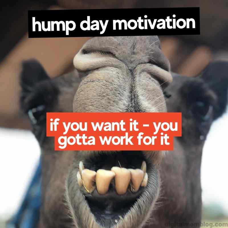30 Hump Day Memes To Help You Laugh Thru Wednesday
